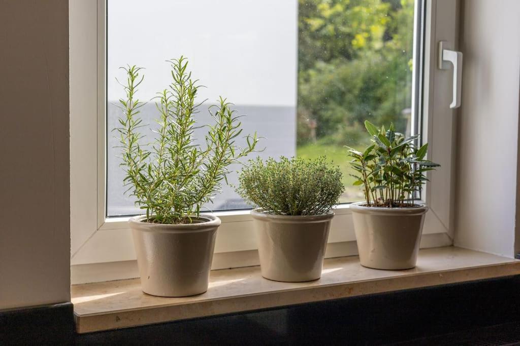 Grafschafft Angenehmes Wohnen - Ferienwohnung Mit 2 Schlafzimmern 皮尔纳 外观 照片
